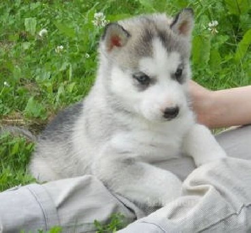 Süße Siberian Husky-Welpen