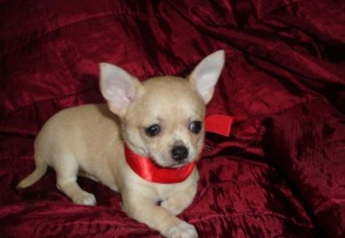 Wunderschöne Chihuahua-Welpen