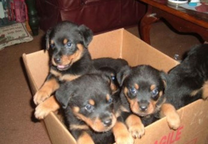 Rottweiler-Welpen jetzt verfügbar