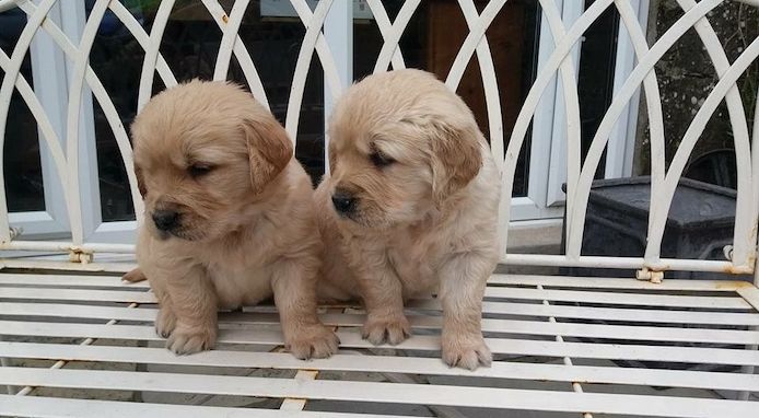 Golden Retriever-Welpen