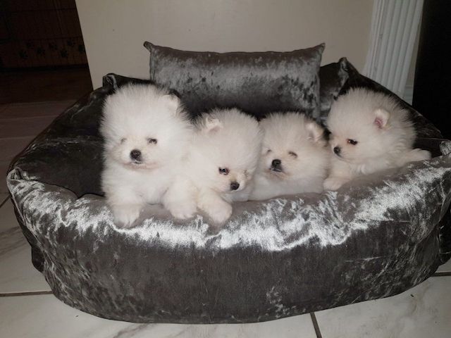 Reinrassiger Pomeranian-Welpe