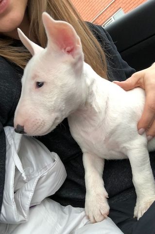 Hochwertige English Bullterrier-Welpen.