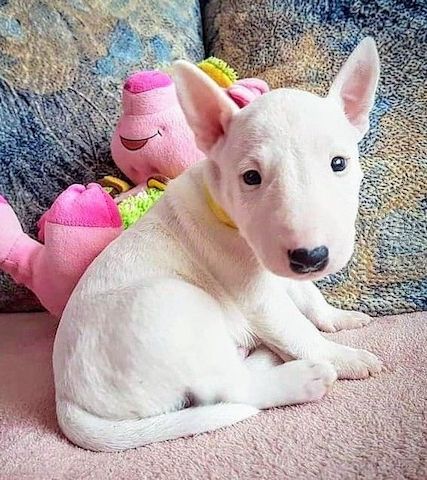 Hochwertige English Bullterrier-Welpen.