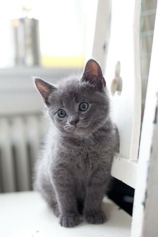Russisch Blau Kätzchen jetzt verfügbar.