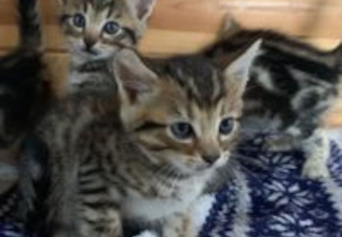 Atemberaubende bengalische Kätzchen mit Rosetten, männlich und weiblich
