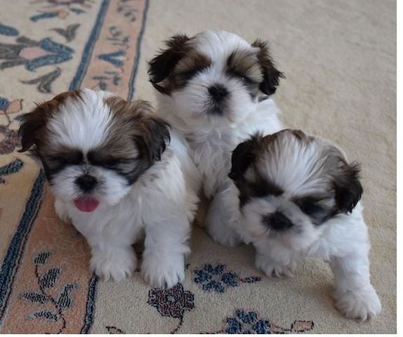 Shih Tzu Welpen