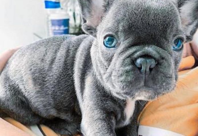 Französische Bulldoggen Welpen Rüden und Hündinnen,