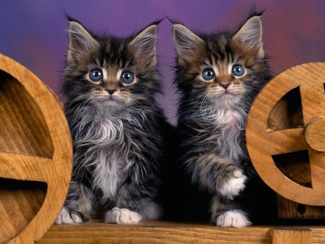 Maine Coon Kitten mit Stammbaum