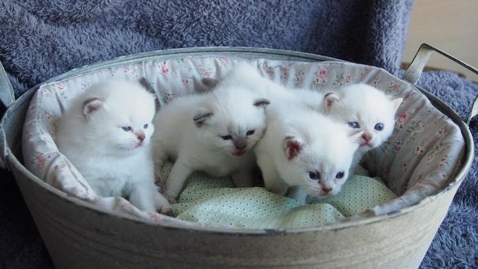 Ragdoll-Kätzchen ,.
