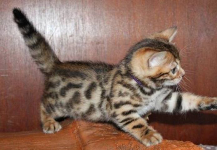 Reinrassige Bengal Kitten .