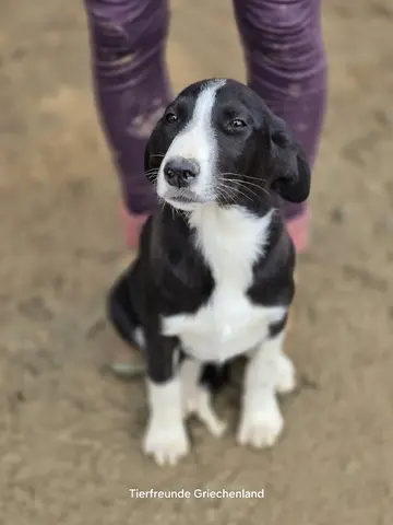 Elvis