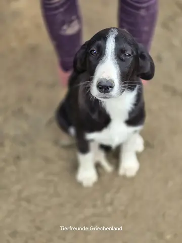 Elvis