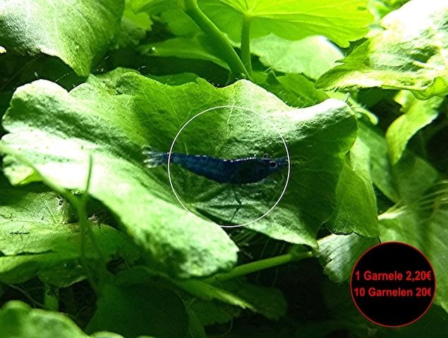 Blue Dream, Zwerggarnele, reinerbig (ab 2€) (Versand/ Abholung)