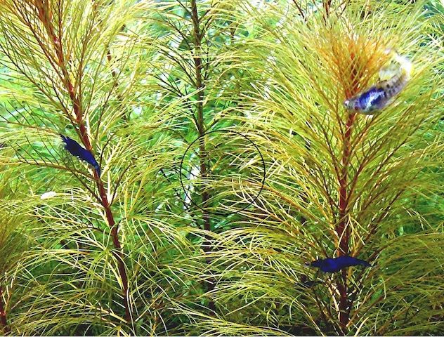 Blue Dream, Zwerggarnele, reinerbig (ab 2€) (Versand/ Abholung)