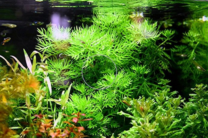 Wasserprimel, Aquarienpflanze, Versand/ Abholung