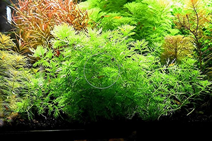 Wasserprimel, Aquarienpflanze, Versand/ Abholung