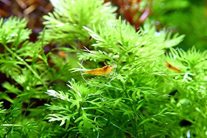 Wasserprimel, Aquarienpflanze, Versand/ Abholung