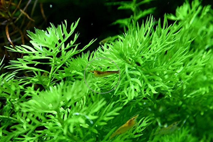 Wasserprimel, Aquarienpflanze, Versand/ Abholung