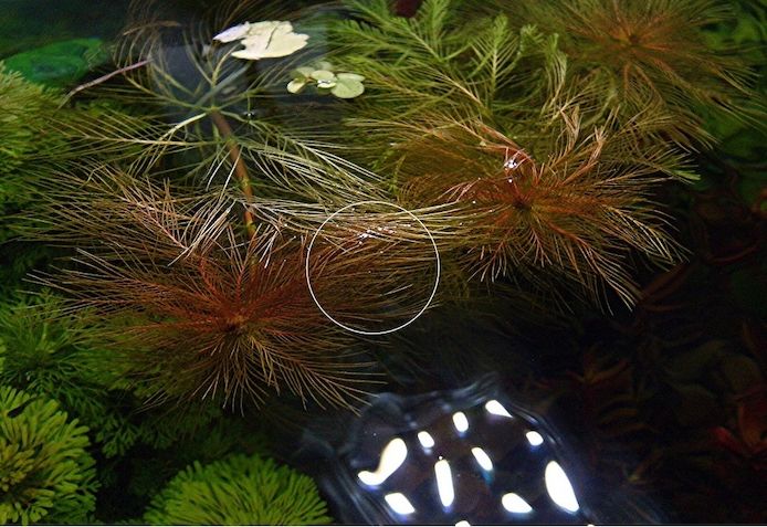 Brasilianisches Tausendblatt, Aquarienpflanze, Versand/ Abholung