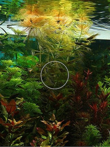 Brasilianisches Tausendblatt, Aquarienpflanze, Versand/ Abholung