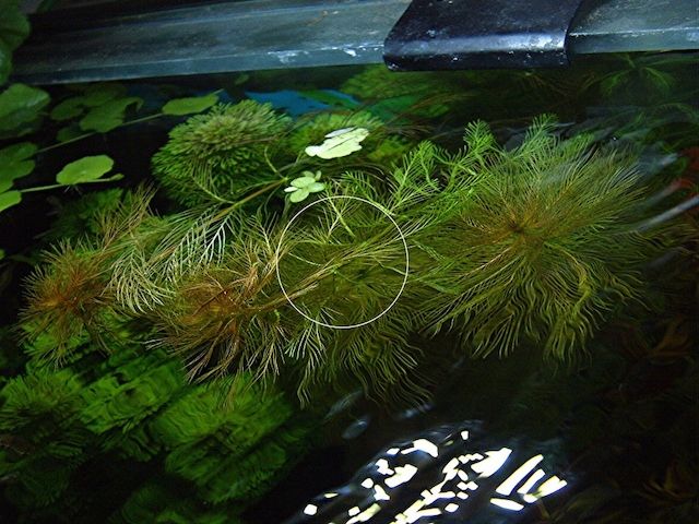 Brasilianisches Tausendblatt, Aquarienpflanze, Versand/ Abholung