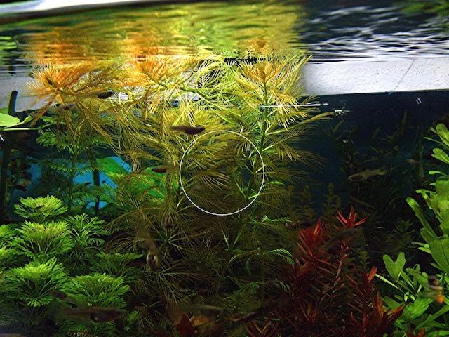 Brasilianisches Tausendblatt, Aquarienpflanze, Versand/ Abholung