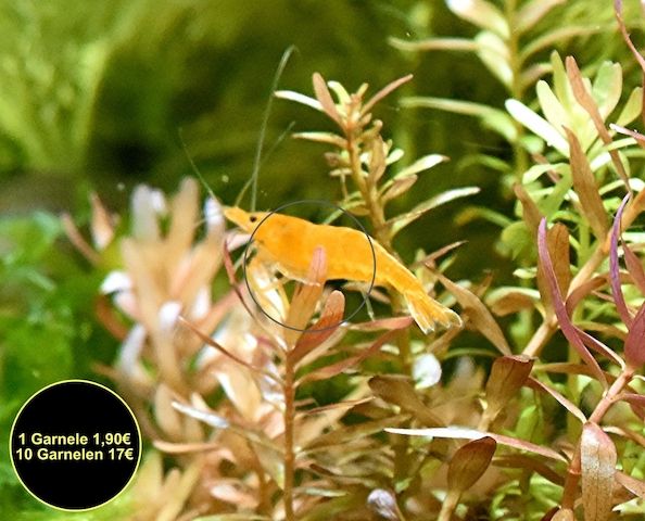 Orange Sakura Garnele, Zwerggarnele, reinerbig (ab 1,70€) (Versand/ Abholung)