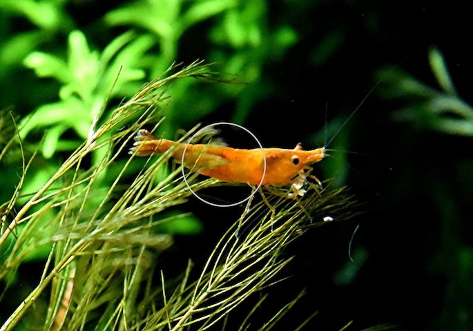 Orange Sakura Garnele, Zwerggarnele, reinerbig (ab 1,70€) (Versand/ Abholung)
