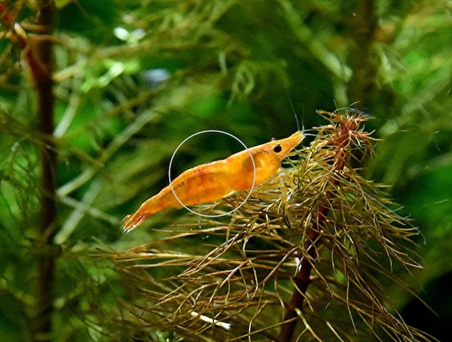 Orange Sakura Garnele, Zwerggarnele, reinerbig (ab 1,70€) (Versand/ Abholung)