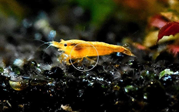 Orange Sakura Garnele, Zwerggarnele, reinerbig (ab 1,70€) (Versand/ Abholung)