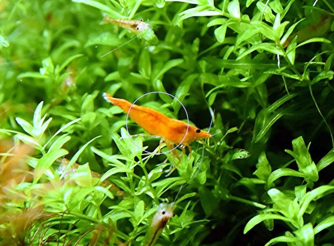 Orange Sakura Garnele, Zwerggarnele, reinerbig (ab 1,70€) (Versand/ Abholung)