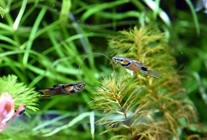 Wildguppy, Endler, reinerbig