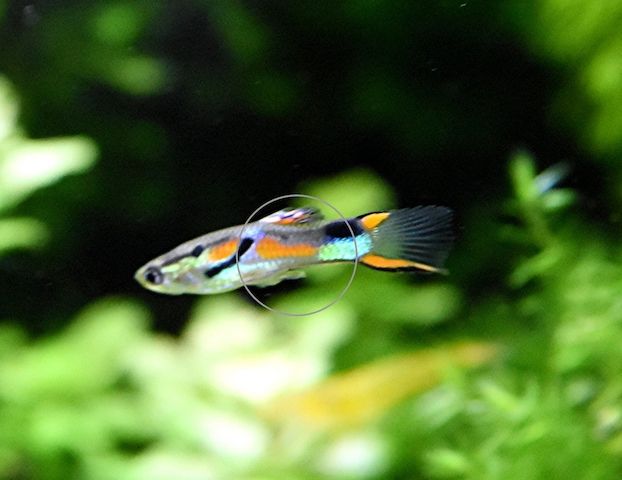 Wildguppy, Endler, reinerbig
