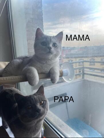 BKH Kitten / Katze / Kater