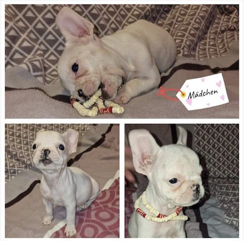 Französische Bulldoggen-Welpen aus liebevoller Hobbyzucht