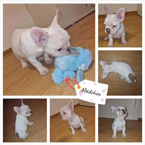 Französische Bulldoggen-Welpen aus liebevoller Hobbyzucht