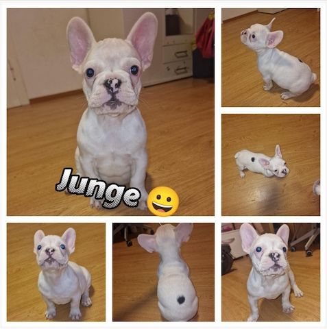 Französische Bulldoggen-Welpen aus liebevoller Hobbyzucht