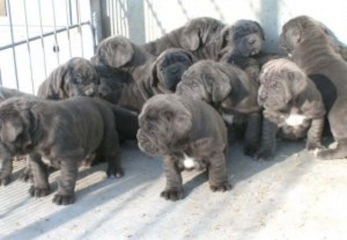 Neapolitanische Mastiff-Welpen zur Adoption