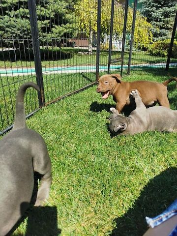 AmStaff/Pitbull-WHATSAPP:+4915217519768