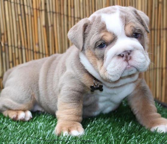 Englische Bulldoggenwelpen