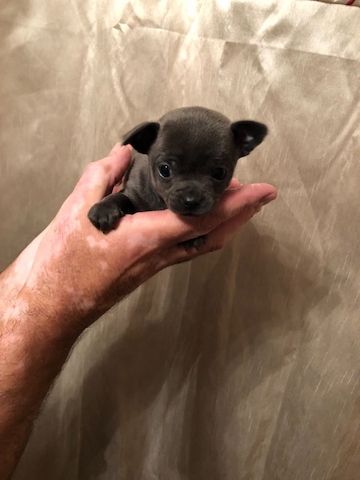 Reinrassige Chihuahua-Welpen