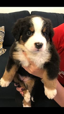 Berner Sennenhund