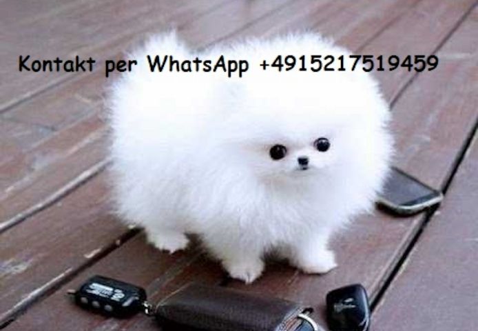 Pomeranian spitz sucht ein neues Zuhause