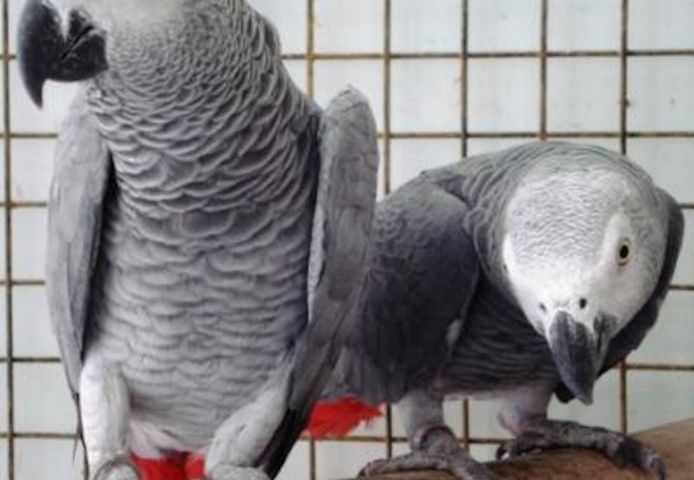Gesund Kongo Graupapageien