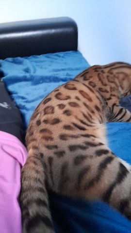 Toller reinsrassiger Bengal-Kater