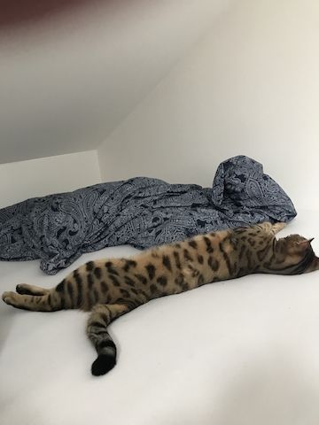 Toller reinsrassiger Bengal-Kater