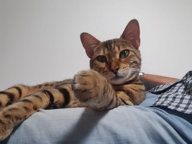 Toller reinsrassiger Bengal-Kater