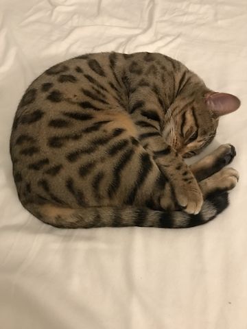 Toller reinsrassiger Bengal-Kater