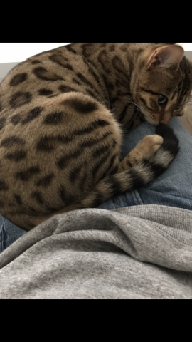 Toller reinsrassiger Bengal-Kater