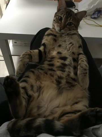 Toller reinsrassiger Bengal-Kater